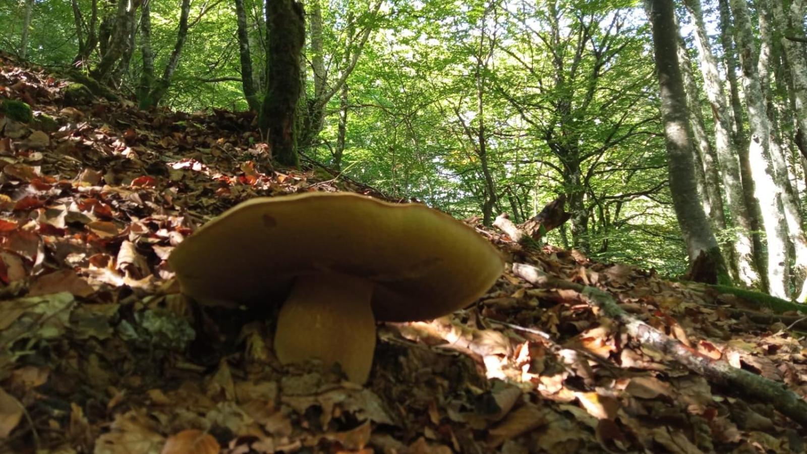 Zabalarena Basoa Orbaiceta